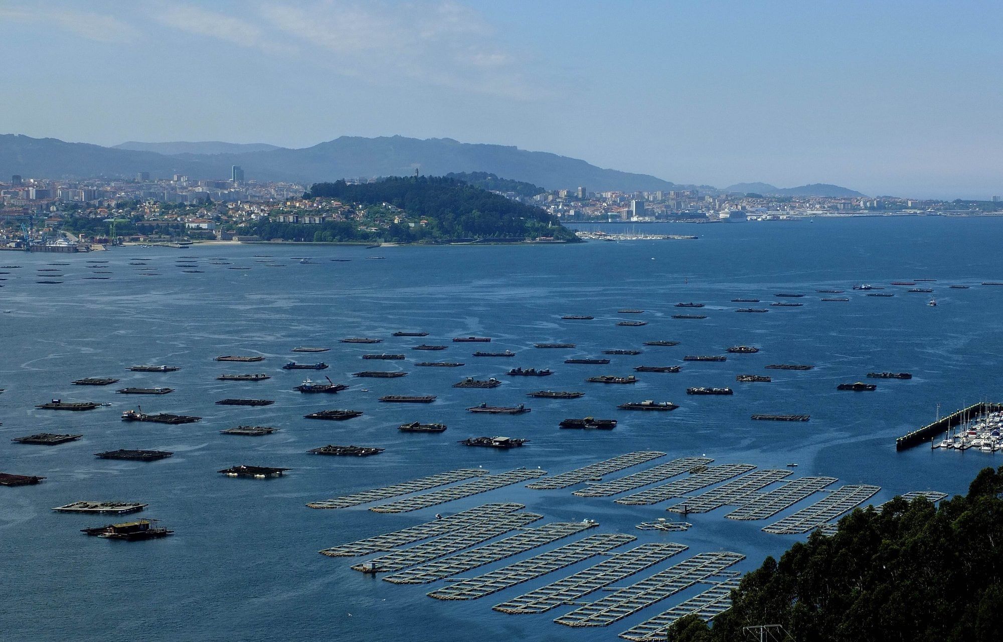 Rows of bateas, the floating wooden mussel rafts of the Ría de Vigo, seen from the hillside of Domaio on the Moaña shore: dozens of dark rafts loaded with gear lie in loose lines across the deep-blue water, a block of pale timber-lattice rafts floats in tight parallel rows in the foreground, a small marina juts out on the right, and across the ría the city of Vigo spreads along the shore around the green hill of A Guía beneath a ridge of mountains and a hazy sky, with the blue roofs of waterside sheds and dark eucalyptus at the bottom edge